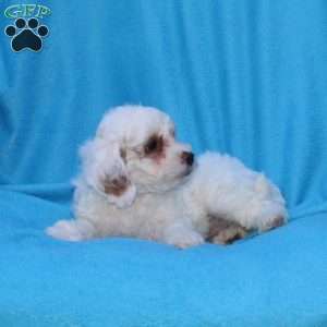 Sugar, Cockapoo Puppy